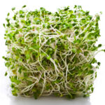 alfalfa